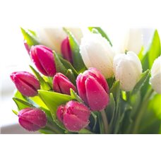 Картина на холсте по фото Модульные картины Печать портретов на холсте Букет розовых и белых тюльпанов - Фотообои цветы|тюльпаны