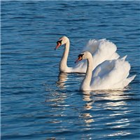 Лебеди на озере - Фотообои Животные|лебеди