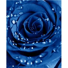 Картина на холсте по фото Модульные картины Печать портретов на холсте Синяя роза с каплями росы - Фотообои цветы|розы