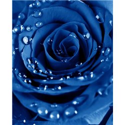 Синяя роза с каплями росы - Фотообои цветы|розы - Модульная картины, Репродукции, Декоративные панно, Декор стен