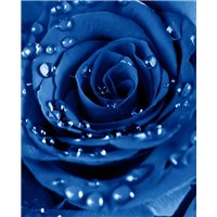 Портреты картины репродукции на заказ - Синяя роза с каплями росы - Фотообои цветы|розы