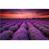 Лавандовое поле на закате - Фотообои цветы|лаванды