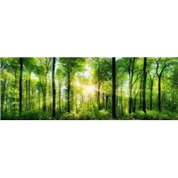 Лес на рассвете - Фотообои природа|лес