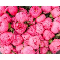 Портреты картины репродукции на заказ - Розовые пионы - Фотообои цветы|пионы