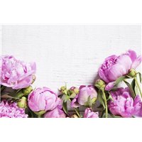 Портреты картины репродукции на заказ - Фиолетовые пионы - Фотообои цветы|пионы