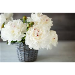 Белый букет бионов - Фотообои цветы|пионы - Модульная картины, Репродукции, Декоративные панно, Декор стен