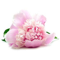 Розовый цветок - Фотообои цветы|пионы - Модульная картины, Репродукции, Декоративные панно, Декор стен
