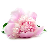 Портреты картины репродукции на заказ - Розовый цветок - Фотообои цветы|пионы