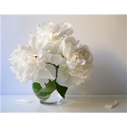 Белые пионы - Фотообои цветы|пионы - Модульная картины, Репродукции, Декоративные панно, Декор стен