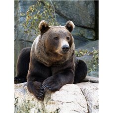 Картина на холсте по фото Модульные картины Печать портретов на холсте Гризли на скале - Фотообои Животные|медведи