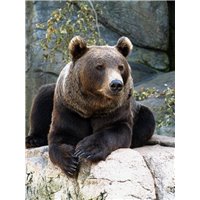 Портреты картины репродукции на заказ - Гризли на скале - Фотообои Животные|медведи