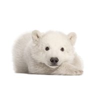 Портреты картины репродукции на заказ - Полярный медвежонок - Фотообои Животные|медведи