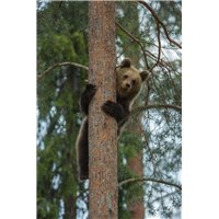 Портреты картины репродукции на заказ - Медведь на дереве - Фотообои Животные|медведи