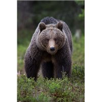 Портреты картины репродукции на заказ - Медведь в лесу - Фотообои Животные|медведи