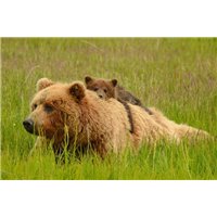 Медведица с медвежонком - Фотообои Животные|медведи