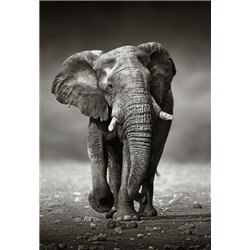 Идущий слон - Фотообои Животные|слоны - Модульная картины, Репродукции, Декоративные панно, Декор стен