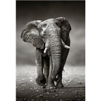 Портреты картины репродукции на заказ - Идущий слон - Фотообои Животные|слоны