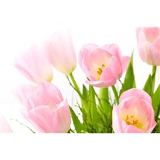 Картина на холсте по фото Модульные картины Печать портретов на холсте Розовые тюльпаны - Фотообои цветы|тюльпаны