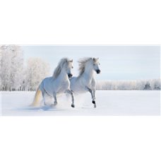 Картина на холсте по фото Модульные картины Печать портретов на холсте Пара белых лошадей - Фотообои Животные|лошади