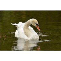 Лебедь на озере - Фотообои Животные|лебеди