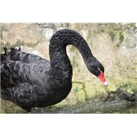 Портреты картины репродукции на заказ - Черный лебедь - Фотообои Животные|лебеди