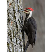 Дятел на дереве - Фотообои Животные|птицы
