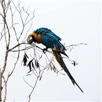 Попугай на ветке - Фотообои Животные|птицы
