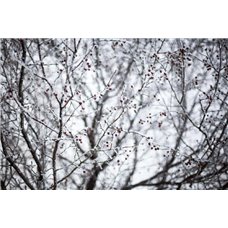 Картина на холсте по фото Модульные картины Печать портретов на холсте Ветви в снегу - Фотообои Японские и просто сады|зимний сад