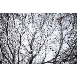 Ветви в снегу - Фотообои Японские и просто сады|зимний сад - Модульная картины, Репродукции, Декоративные панно, Декор стен