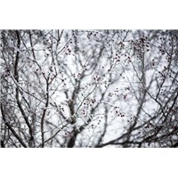Ветви в снегу - Фотообои Японские и просто сады|зимний сад