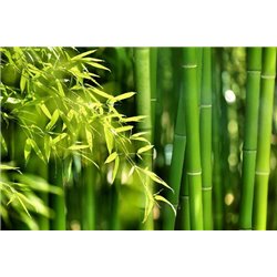 Листья бамбука - Фотообои природа|бамбук - Модульная картины, Репродукции, Декоративные панно, Декор стен