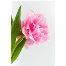 Картина на холсте по фото Модульные картины Печать портретов на холсте Розовый пион - Фотообои цветы|пионы
