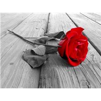 Портреты картины репродукции на заказ - Красный цветок - Фотообои цветы|розы