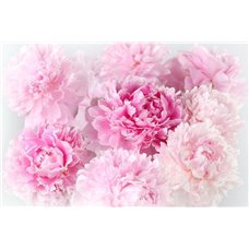 Картина на холсте по фото Модульные картины Печать портретов на холсте Розовые пионы - Фотообои цветы