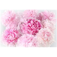 Портреты картины репродукции на заказ - Розовые пионы - Фотообои цветы