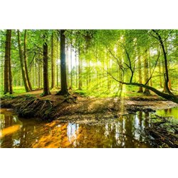 Яркий лес - Фотообои природа - Модульная картины, Репродукции, Декоративные панно, Декор стен