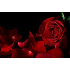 Картина на холсте по фото Модульные картины Печать портретов на холсте Роза и лепестки - Фотообои цветы