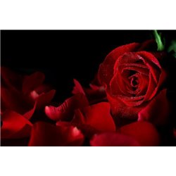Роза и лепестки - Фотообои цветы - Модульная картины, Репродукции, Декоративные панно, Декор стен
