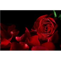Портреты картины репродукции на заказ - Роза и лепестки - Фотообои цветы