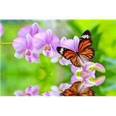 Картина на холсте по фото Модульные картины Печать портретов на холсте Орхидеи с бабочкой - Фотообои цветы