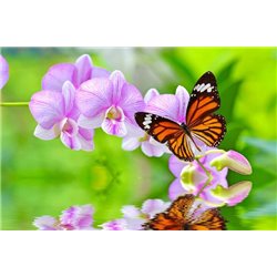 Орхидеи с бабочкой - Фотообои цветы - Модульная картины, Репродукции, Декоративные панно, Декор стен