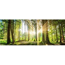 Картина на холсте по фото Модульные картины Печать портретов на холсте Солнечный день в лесу - Фотообои природа|лес