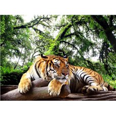 Картина на холсте по фото Модульные картины Печать портретов на холсте Тигр - Фотообои Животные