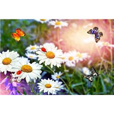 Картина на холсте по фото Модульные картины Печать портретов на холсте Ромашки и бабочки - Фотообои цветы