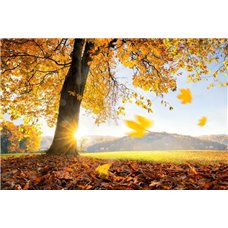 Картина на холсте по фото Модульные картины Печать портретов на холсте Осень и солнце - Фотообои природа