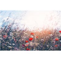 Портреты картины репродукции на заказ - Солнечная поляна с полевыми цветами - Фотообои цветы|полевые