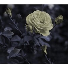 Картина на холсте по фото Модульные картины Печать портретов на холсте Роза в саду - Фотообои цветы|розы