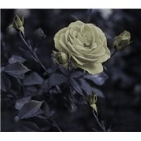 Портреты картины репродукции на заказ - Роза в саду - Фотообои цветы|розы