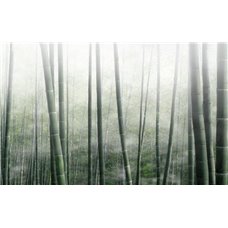 Картина на холсте по фото Модульные картины Печать портретов на холсте Бамбуковая роща в тумане - Фотообои природа|бамбук