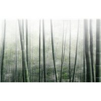 Бамбуковая роща в тумане - Фотообои природа|бамбук